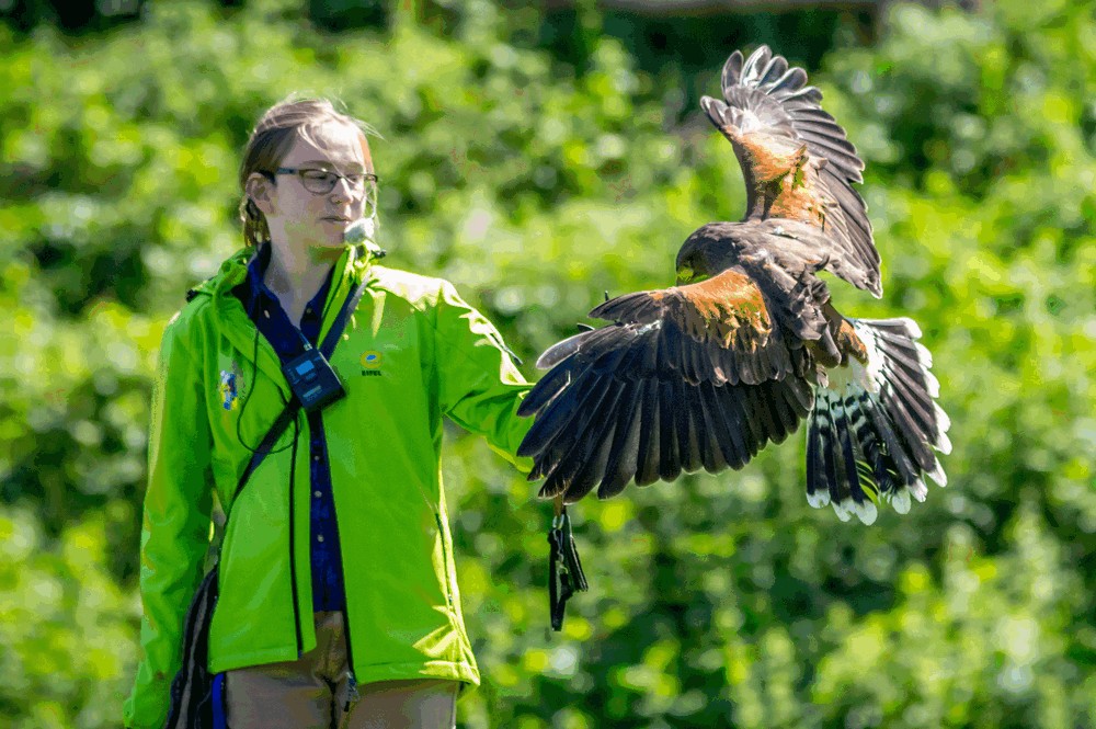 Kasselburg-3-Adler--Wolfspark