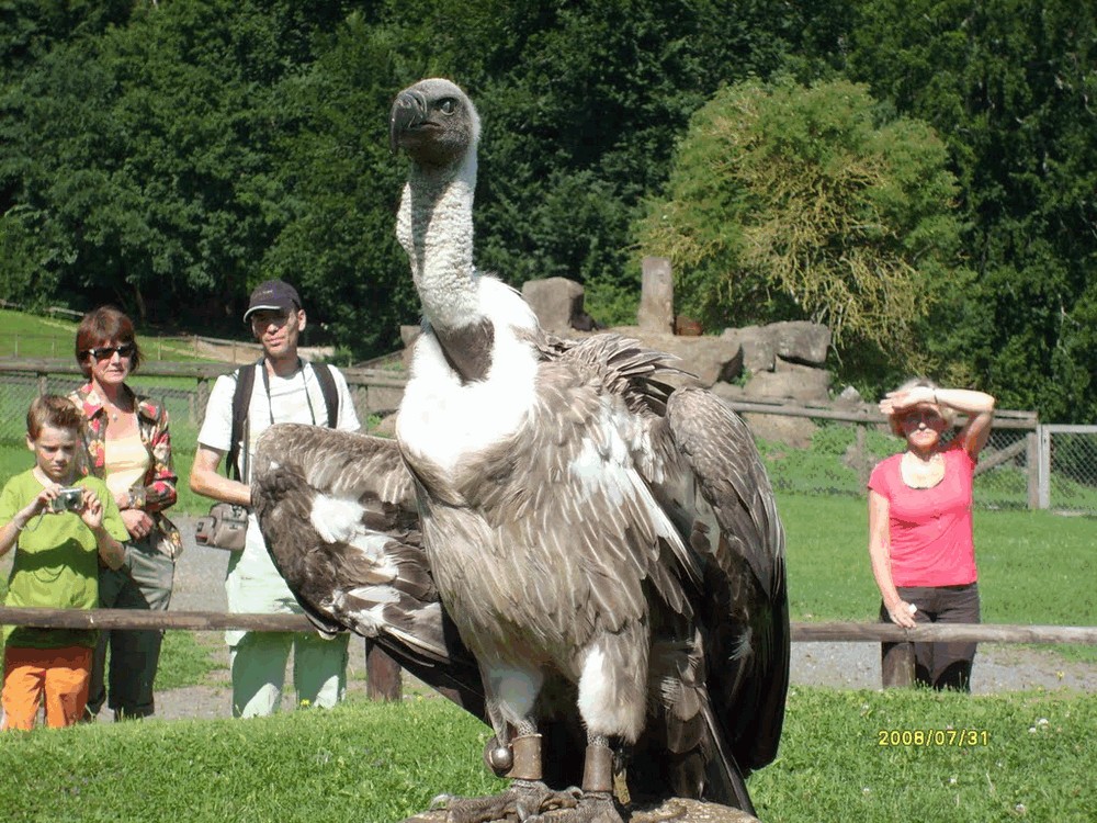 Kasselburg-4-Adler--Wolfspark