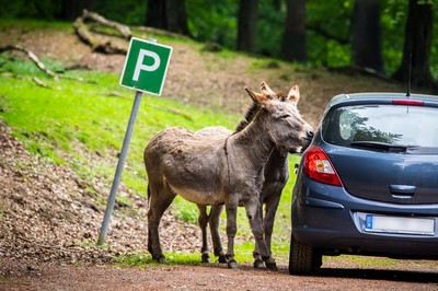 Wild & Avonturenpark Daun 1