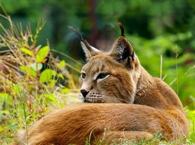 Eifel Lynx