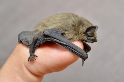 Zwergfledermaus auf finger in de Eifel