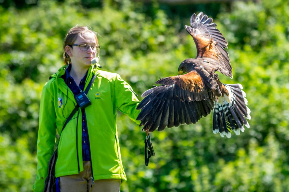 Adler & Wolfspark Kasselburg 2