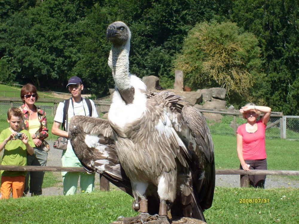 Adler & Wolfspark Kasselburg