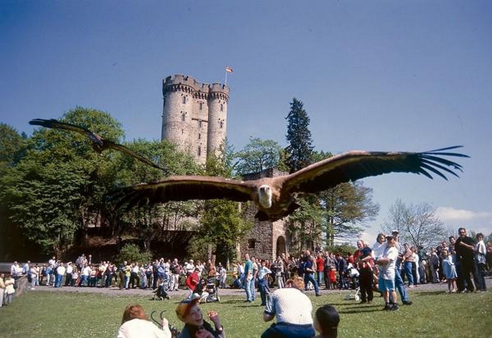 Adler-und-Wolfspark Pelm 1