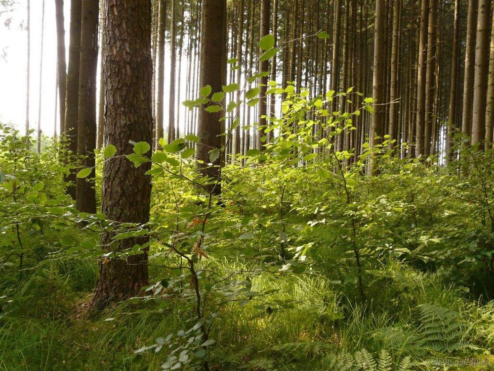 Dennen - Beuken (Fichten - Buchen) in de Eifel