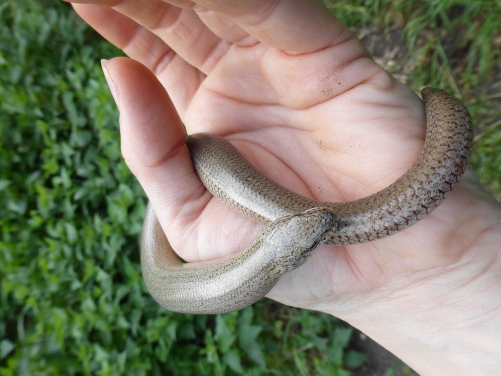 Eifel Hazelworm