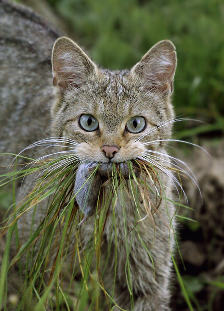 Eifel Natuur Wilde kat