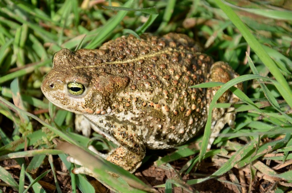 Erdkrote (gewone pad) in de Eifel