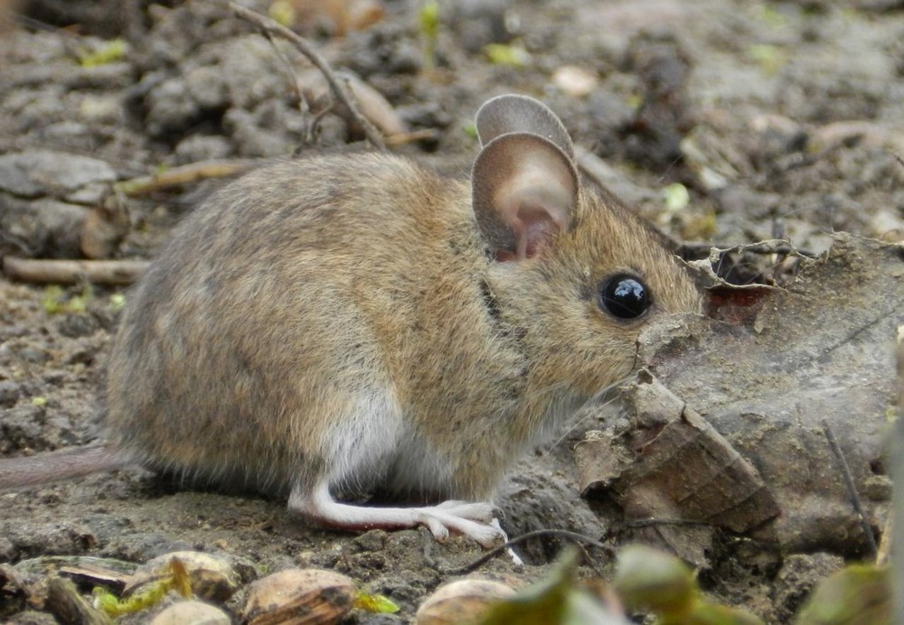 Feldmaus in de Eifel