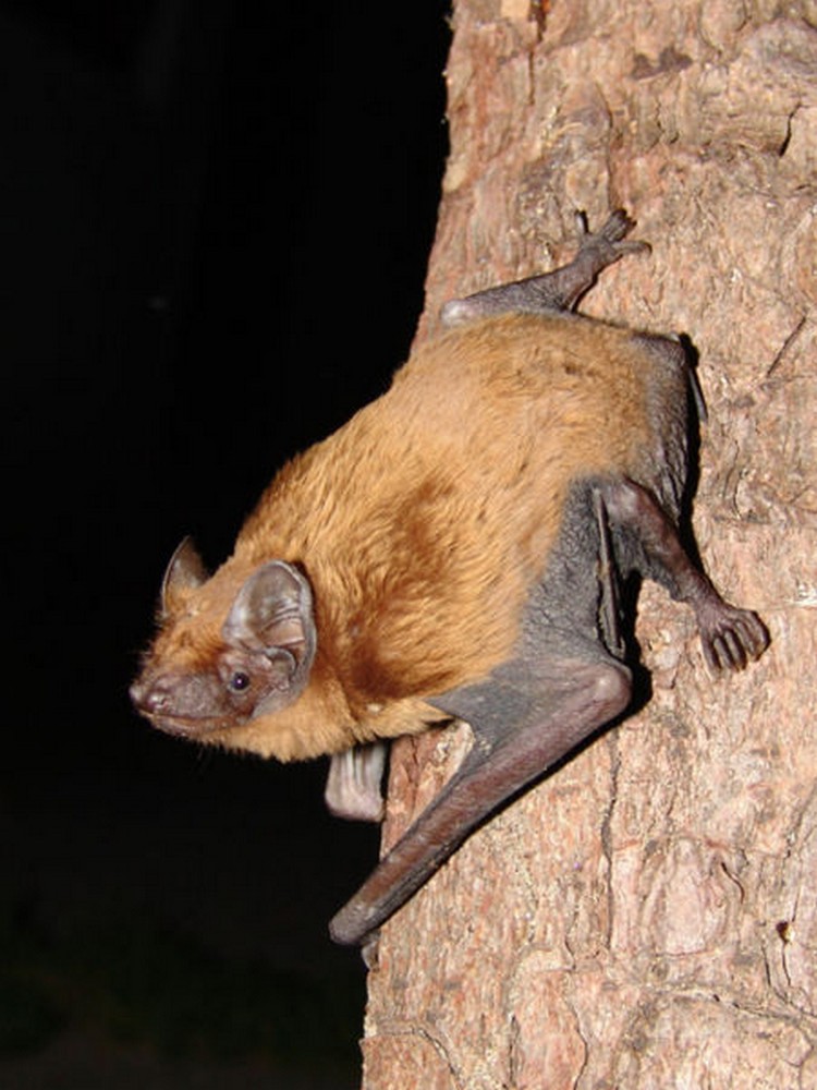 Fledermaus in de Eifel