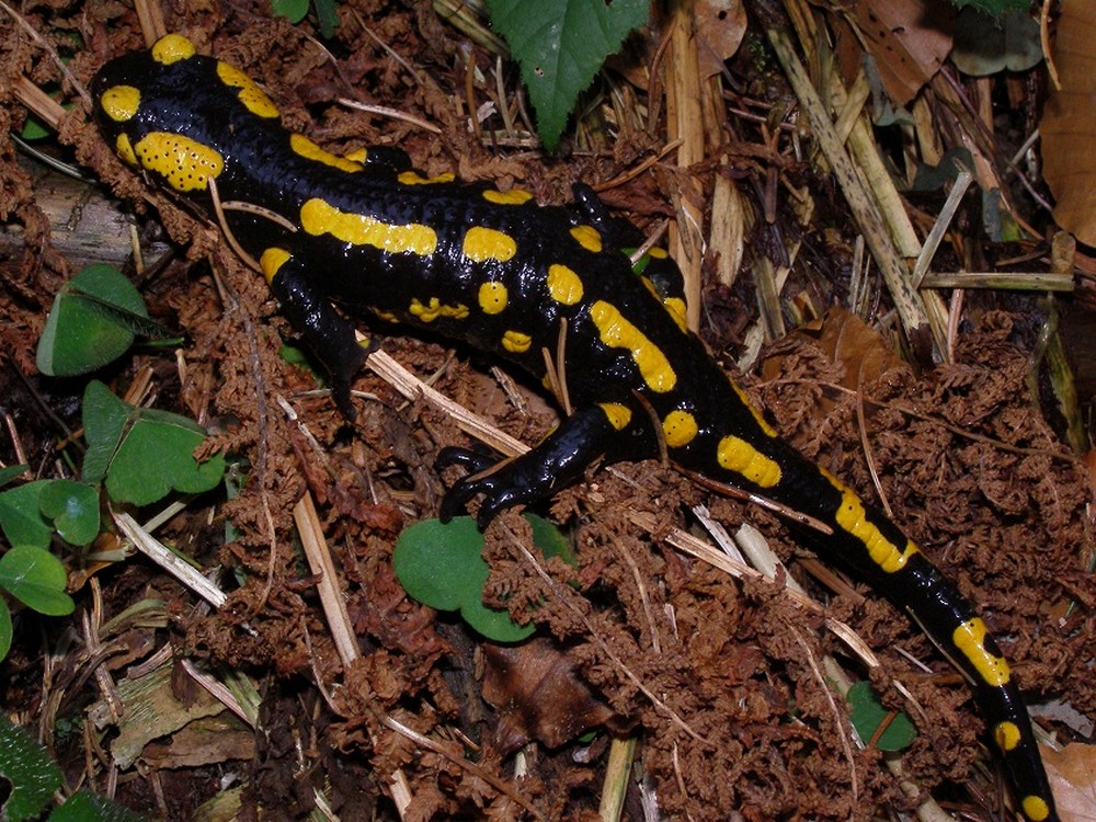 Salamander in de Eifel