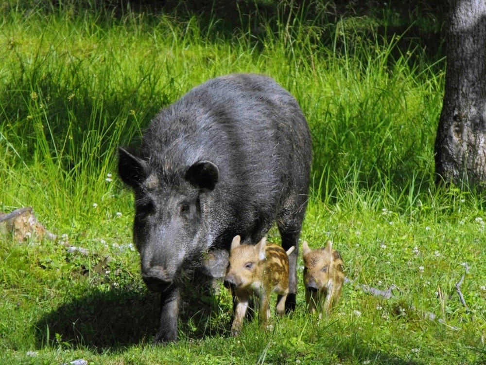 Wildschwein Eifel