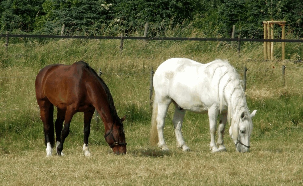 Nengshof Paardrijden 7